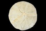 Jurassic Sea Urchin (Clypeus) Fossil - England #177058-1